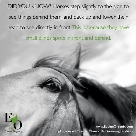 Fun Horse Fact: vision and blind spots. Interesting Facts About Horses, Amusing Quotes, Fantasy Creatures Mythology, Equine Quotes, Horse Humor, Heavenly Creatures, Amused Quotes, Horse Lessons, Horse Knowledge