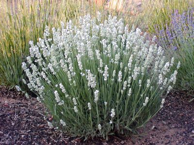 Lavandin ALBA (Lavandula intermedia "Alba.") Also known as White Gross or Dutch White. A popular hybrid lavender for the herb garden. Although it is rarely used for culinary purposes, it is frequently used as an addition to sachets and potpourris. It is a semi-woody plant that typically grows in a shrubby mound. Often confused with English Lavender Alba. Lavender Varieties, Plant Images, Lavender Plant, Lavandula Angustifolia, Buy Plants, Evergreen Shrubs, White Gardens, Organic Plants, Fragrant Flowers