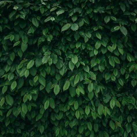 Premium Photo | Square background of natural green leaves Green Background With Leaves, Green Square Aesthetic, Green Aesthetic Square Pictures, Green Leaves Background Aesthetic, Green Aesthetic Square, Leaves Background Aesthetic, Green Background For Editing, Green Cover Photo, Green Leaves Aesthetic