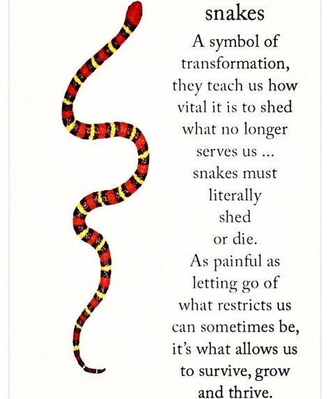 Snake Quotes, Snake Meaning, Snake Symbolism, Snake Tattoo Meaning, Skins Quotes, Snake Shedding, Energy Healing Spirituality, Meant To Be Quotes, Dream Symbols