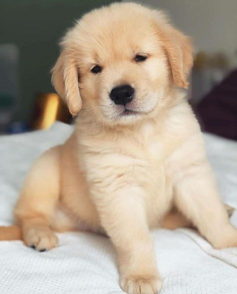 Cute Dog Wallpaper, Cute Dogs Images, Very Cute Puppies, Super Cute Puppies, 골든 리트리버, Cute Dog Photos, Cute Animals Puppies, Very Cute Dogs, Really Cute Dogs