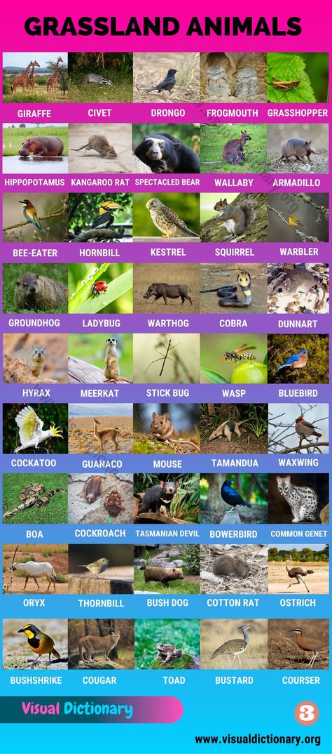 Grassland Animals: Big List of 160+ Grassland Animals in The World - Visual Dictionary Grassland Animals, English Animals, Kangaroo Rat, Animals Name In English, Animal Infographic, Spectacled Bear, Prairie Dogs, African Buffalo, Visual Dictionary