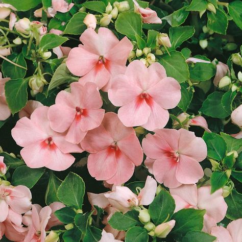 Impatiens Plant, Indoor House Plants, Full Sun Plants, Hummingbird Garden, Sun Plants, Flower Care, Growing Seeds, House Plants Indoor, Shade Plants