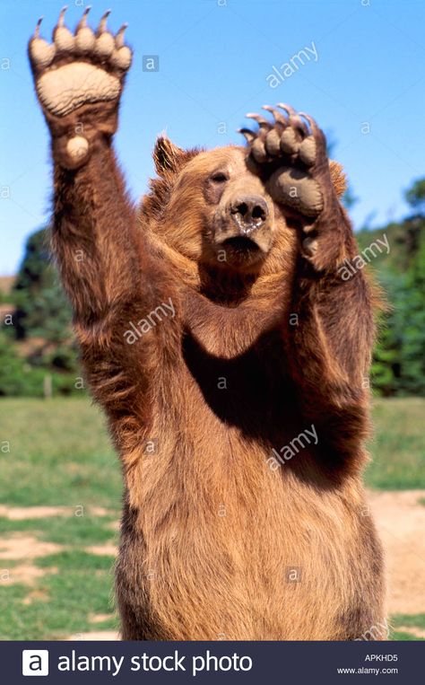 Download this stock image: Kodiak Bear aka Alaskan Grizzly Bear and Alaska Brown Bear (Ursus arctos middendorffi) waving Paws - North American Wild Animals - APKHD5 from Alamy's library of millions of high resolution stock photos, illustrations and vectors. Tiger Siberian, White Lions, Baby Pandas, Cats White, Kodiak Bear, Tiger Cubs, White Tigers, Baby Panda Bears, Wild Animals Photography