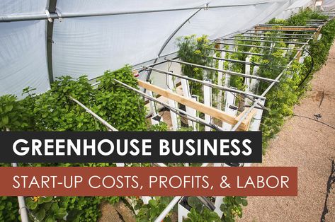 Greenhouse Business, Greenhouse Farming, Aquaponics Greenhouse, Aquaponic Gardening, Greenhouse Kit, Aquaponics System, Diy Greenhouse, Growing Fruit, Green House