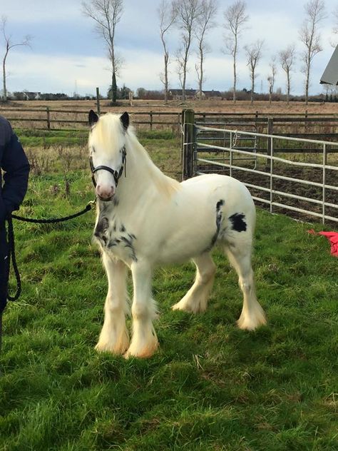 Ireland. 10hh. miniature Gypsy Vanner_ Sam Wheatfield, owner Horse Driving, Equine Anatomy, Tiny Horses, Horse Story, Horse Facts, Miniature Horses, Barrel Horse, Mini Horse, Most Beautiful Horses