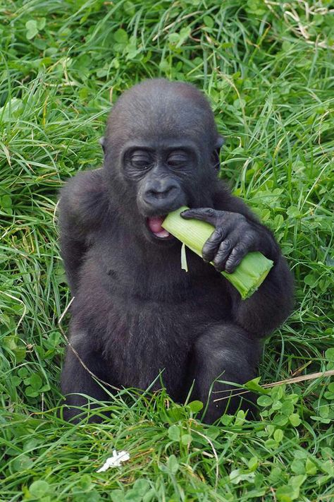 Baby gorilla Baby Gorilla, Tender Moments, 1 Year Ago, Cute Wild Animals, New Trend, Wild Animals, New Trends, Animals Beautiful, 1 Year