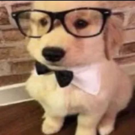 Idee Cosplay, Silly Cats Pictures, Silly Dogs, Wearing Glasses, Silly Animals, Silly Pictures, Silly Cats, Secret Obsession, Really Funny Pictures