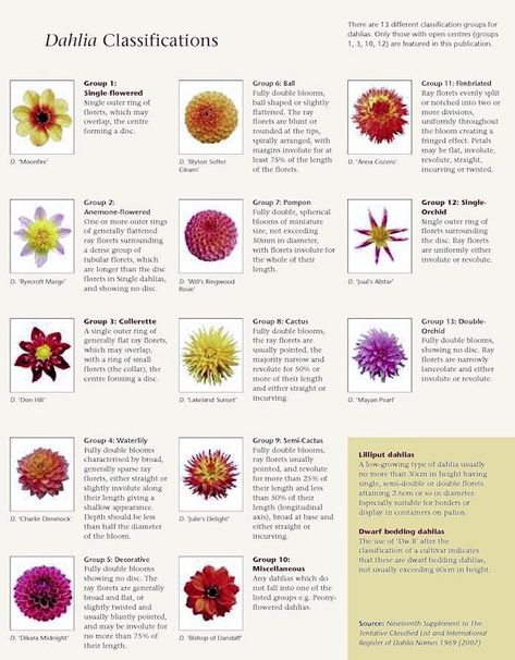 A GUIDE TO NORTHEASTERN GARDENING: This Month in the Garden: Plant Dahlias During Springtime for Late-Summer Blooms Different Types Of Dahlias, Types Of Dahlias Flower, Dahlia Flower Types, Dahlia Planting Guide, Dahlia Types, Dahlia Garden Ideas, Types Of Dahlias, Dahlia Planting, Delilah Flower