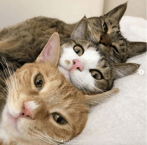 These 3 Adorable Cats Not Only Love To Nap Together But Take Selfies - I Can Has Cheezburger? Three Cats, Two Cats, Cute Cats And Kittens, Cat Care, Cute Creatures, Cats Meow, Cute Kittens, Pretty Cats, Beautiful Cats