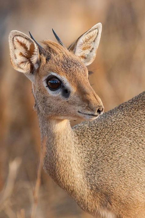 Kirk's dik-dik (Madoqua kirkii) Derpy Animals, Hilarious Animals, African Antelope, Dik Dik, Animal Eyes, African Wildlife, Baby Deer, Animal Friends, Wildlife Animals