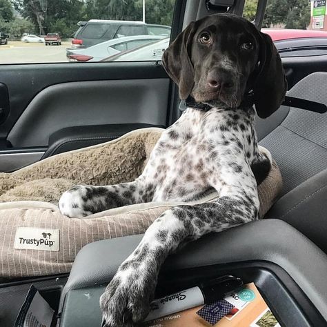 Gsp Dogs, Gsp Puppies, German Shorthaired Pointer Dog, Pointer Puppies, German Shorthair, Pointer Dog, Bird Dogs, German Shorthaired Pointer, Training Your Puppy