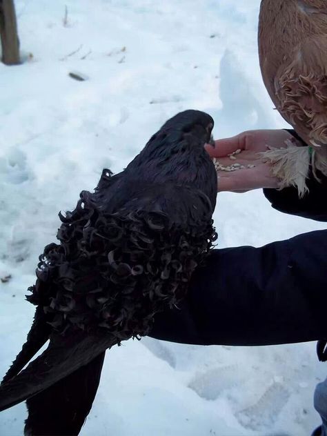 Black Frill Back Hen Frillback Pigeon, Fancy Pigeons, Black Pigeon, Pigeon Loft, Pigeon Breeds, Interesting Animals, Chickens Backyard, Pigeon, Paloma