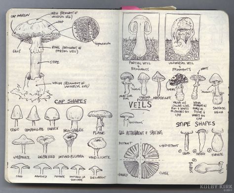 2010 was the Year of the Mushroom for me. I became intensely curious about them and their life cycle. I never picked them or ate them, but enjoyed sketching or photographing them. The sketches on these pages of the different aspects of mushrooms were based on a mushroom guidebook, a heavy tome I didn't want to carry while hiking.   For more info on this, please visit www.thehikeguy.com/2011/01/04/500-moleskine-miles/ Mushroom Journal, Nature Sketchbook, Journal Nature, Field Journal, Nature Journaling, Nature Sketch, Artist Sketchbook, The Mushroom, Scientific Illustration