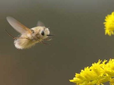 Bee Fly. The Bombyliidae are a family of flies. Adults generally feed on nectar and pollen, some being important pollinators. Larvae generally are parasitoids of other insects. Moon Thoughts, Bee Fly, Cool Insects, Cool Bugs, Beautiful Bugs, Creepy Crawlies, Arthropods, Arachnids, Bugs And Insects