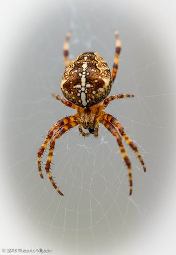 Garden Cross Spider (Araneus diadematus) 1 Spider Oc, Spider Cat, Garden Cross, Spider Species, Bug Type, Garden Spider, Plant Insects, European Garden, Spider Tattoo