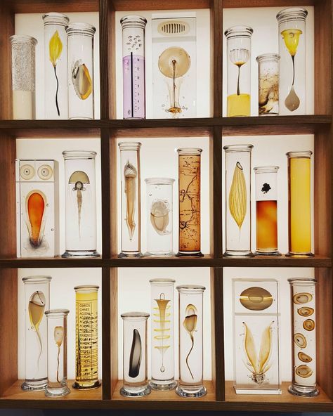 Cabinets Of Curiosities, 1930s School, Cabinet Of Curiosity, Messy Nessy Chic, Jar Art, Cabinet Of Curiosities, Wakayama, Tangle Patterns, School House