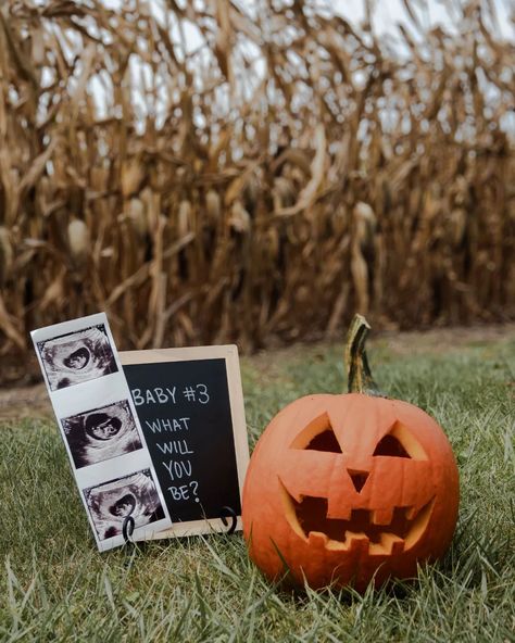 Pumpkin gender reveal #genderreveal #genderrevealphotography #itsaboy #momof3 #babyboy #indianaphotographer #portraitphotographer #familyphotographer Pumpkin Pregnancy Announcement, Pumpkin Gender Reveal, Fall Pregnancy, Fall Pregnancy Announcement, Dog Pregnancy Announcement, Halloween Pregnancy Announcement, Digital Announcement, Pregnancy Announcement Cards, Pregnant Halloween