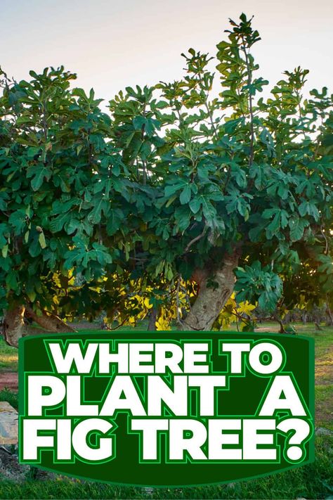 Fig Tree Planting Tips: Ideal Location and Techniques Fig Tree Garden Design, Fig Tree In Garden, Fig Tree Leaves, Fig Trees Outdoor, Desert King Fig Tree, How To Grow A Fig Tree, How To Propagate A Fig Tree, Planting Fig Trees, Preserving Figs