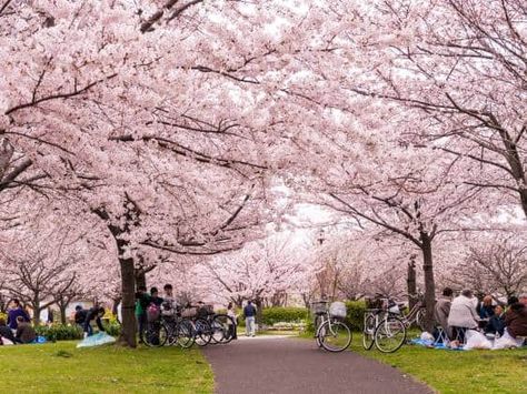 From Haruki Murakami–inspired playlists to recreating anime food  even attending live events — Golden Pavilion, Ueno Park, Cherry Blossom Japan, Blossom Season, Capitol Reef, Capitol Reef National Park, Cherry Blossom Season, Virtual Travel, Roppongi