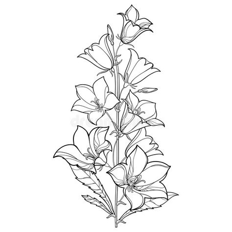 Vector bouquet with outline Campanula or Bellflower or Bluebell flower, leaf and bud in black isolated on white background. Perennial ornate plant in contour stock illustration Bluebells Flower Tattoo, Flower Outline Drawing, Bluebells Flower, Bluebell Tattoo, Campanula Flowers, Blue Flower Tattoos, Bluebell Flower, Vintage Flower Tattoo, Phone Wallpapers Vintage