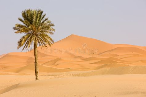 Sahara Desert. Sand dune and palm tree. Sahara Desert, popular travel destinatio , #Aff, #Sand, #dune, #Sahara, #Desert, #palm #ad Sahara Desert Tattoo, Padang Pasir Aesthetic, Desert Artwork, Dates Tree, Desert Background, Desert Palm, Best Naruto Wallpapers, Popular Travel Destinations, Free Video Background