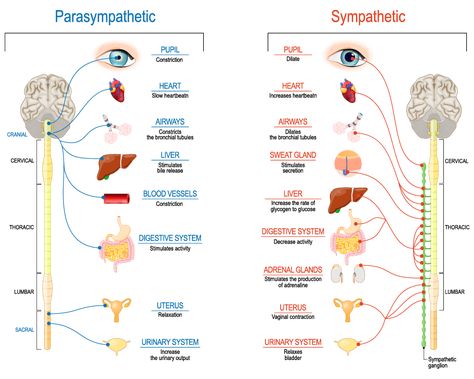 An Introduction To The Sympathetic and Parasympathetic Nervous System Sympathetic And Parasympathetic, Sympathetic Nervous System, Femoral Nerve, Human Nervous System, Functional Medicine Doctors, Relaxation Response, Peripheral Nervous System, Diaphragmatic Breathing, Parasympathetic Nervous System