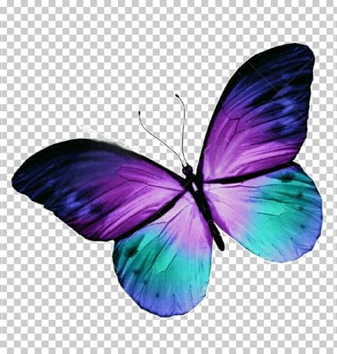 Baterflay Drawing, Butterfly Tattoo Purple, Watercolor Butterfly Tattoo, Illustration Butterfly, Purple Butterfly Tattoo, Simple Butterfly Tattoo, Teal Butterfly, Blue Morpho Butterfly, Butterfly Background