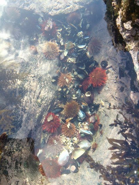 Rock Pools Aesthetic, Rock Pools Beach, Rock Pool Art, Rock Pool Aesthetic, Coastal Aesthetic Photography, Sea Rocks, Cnidaria, Tidal Pool, Pool Art