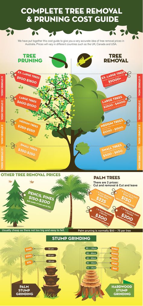 The cost of tree removal varies depending on the size of the tree and where it is located on your property. Access and room to work are key to a low cost tree removal. #treeremoval #arborist Arborist Climbing Trees, Tree Climbing Equipment, Tree Removal Cost, Tree Shaping, Arborist Climbing, Tree Lopping, Climbing Knots, Tree Removal Service, Tree Felling