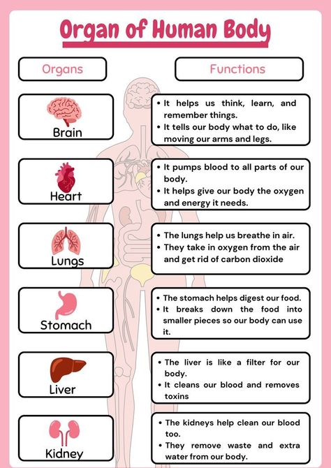 Body Organs Diagram Human Anatomy, Internal Organs Activity, Human Body Functions, Internal Body Parts For Kids, Internal Organs For Kids, Body Organs Worksheet, Internal Organs Worksheet, Organs And Their Functions, Human Body Internal Organs