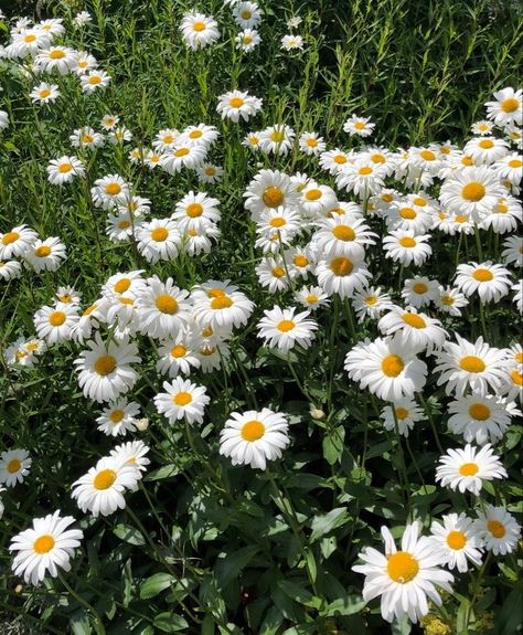 Aesthetic Widgetsmith Pictures, White Chrysanthemum, Daisy Field, Nothing But Flowers, Yellow Daisies, Flower Therapy, The Grass, Nature Aesthetic, Types Of Flowers