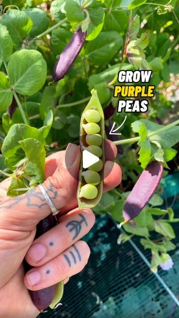 Purple Peas, Veggie Patch, Edible Landscaping, Sweet Peas, Green Peas, Vegetable Gardening, Planting Vegetables, Kitchen Garden, Garden Spaces