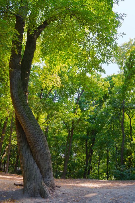 Two trees intertwined like people in the dance. Two trees intertwined in the forest in summer stock photography Two Trees Intertwined, Trees Intertwined, Tree Landscape, Two Trees, People Dancing, Let It Out, Rural Landscape, Landscape Nature, Girls Dream