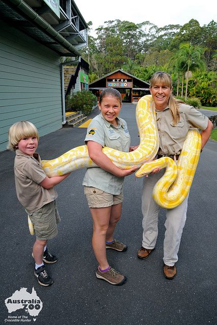 Robert, Bindi and Terri Irwin moving Alimah the albino Burmese Python at Australia Zoo, Beerah, Sunshine Coast. Terri Irwin, Irwin Family, Burmese Python, Crocodile Hunter, Bindi Irwin, Steve Irwin, Australian Animals, Reptiles And Amphibians, Anaconda