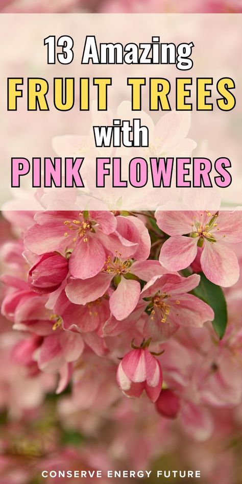 Are you looking for inspiration for your next plant addition to your gardening space? Flowering trees add visual interest and attract beneficial insects like bees and butterflies to your yard. They also can produce delicious fruit or berries that you can enjoy fresh or make into teas, jams, jellies, or other preparations. Here are 13 fruit trees with pink flowers! / trees with pink flowers spring blossom. pink flowers trees aesthetic. simple trees painted on walls with pink flowers. / Trees With Pink Flowers, Trees Aesthetic, Flowers Pics, Travel Autumn, Pink Flowering Trees, Backyard Layout, Conserve Energy, Attracting Beneficial Insects, Simple Tree