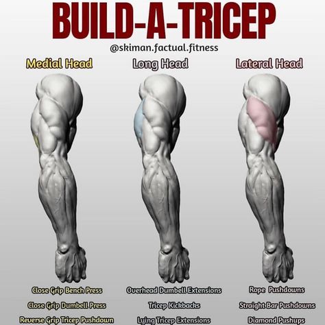 BUILD-A-TRICEP! First off let's give you some info on how the tricep is broken down, there's three parts to the tricep, hence "tri". There's the medial head, which is very small and lies beneath the long head), the larger portion of the horseshoe the long head and finally the lateral head, the other larger portion that wraps around the arm. difficulty with getting the mind and muscle connection on perhaps the lagging part of their tricep, so if you have a  #triceps Exercise Diagram, Body Change, Tricep Workout, Workout Man, Dumbbell Exercises, Tricep Kickback, Bodyweight Training, Gym Antrenmanları, Men Tips