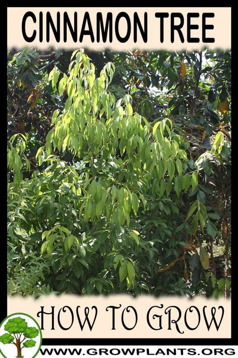 Cinnamon Tree, Peat Soil, Growing Fruit Trees, Astuces Diy, Home Vegetable Garden, Growing Fruit, Veggie Garden, Companion Planting, Growing Tree