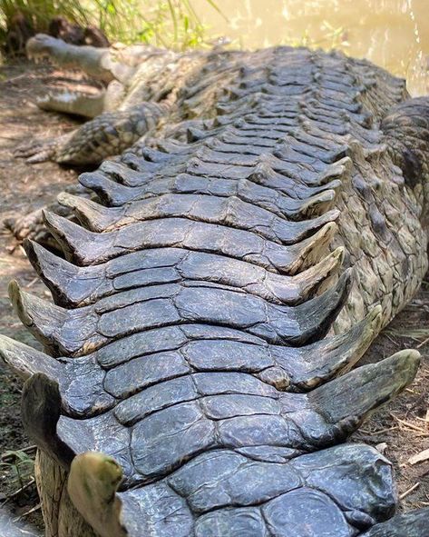 Alligator Wallpaper, Crocodile Facts, Alligators Art, Real Animals, Animal Aesthetic, Exotic Pet, Reptile Skin, Wild Animals Pictures, Cute Reptiles