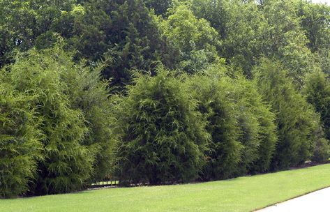 Neil Sperry answers questions about Eastern red cedar as a hedge, starting plants indoors, persimmons and rock rose. Best Trees For Privacy, Red Cedar Tree, Trees For Privacy, Eastern Red Cedar, Leyland Cypress, Privacy Trees, Privacy Landscaping, Cedar Tree, Cedar Trees