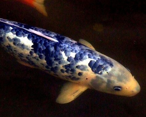 Blue Koi by The Naked Artisan, via Flickr - use it for mosaic Blue Koi, Koi Fish, Koi, Swimming, Fish, Water, Blue