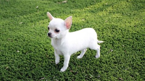 Short haired Chihuahua ~ Mexico Chihuahua Short Hair, White Short Hair, Short Haired Chihuahua, White Chihuahua, Chihuahua Mexico, Teacup Chihuahua, Rat Terriers, Chihuahua Love, Chihuahua Mix