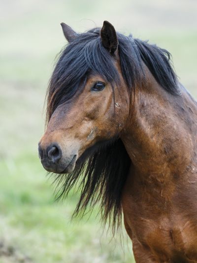 Rasy Koni, Types Of Horses, Icelandic Horse, Hunter Jumper, Horse Owner, All The Pretty Horses, Pretty Horses, Horse Photography, Horse Breeds