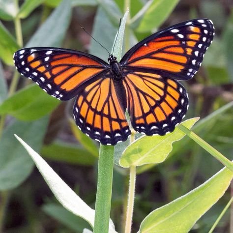 #viceroy #butterfly #orange #native #prairie #flower #bloom #nature #naturephotography #ArtForHealing #HealthcareDesign #fineartphotography #evidencedbasedart #wallart #healingart #artwork #interiordesign #photography #art #henrydomke  #artinhospitals #hdfa #pgt #limenitis Marigold Butterfly Tattoo, Black Orange Butterfly, Monarch Butterflies Photography, Butterfly Reference, Orange And Yellow Butterfly, Viceroy Butterfly, Monarch Butterfly Wings, Monarch Butterflies Art, Orange And Black Butterfly