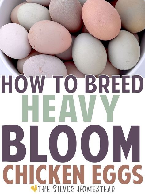 How to Breed Colored Egg Laying chickens How to Breed Heavy Bloom Egg Layers pink purple lavender purplish gray grey silver mist misty white whitish pinkish thick overlay over lay hue hued chalky pastel sand paper sandpaper rough finish speckling speckled white brown dark chocolate polka dotted dots cream hazy sheen cover egg shell eggs shells laying hen pullet color by breed rare unique chicken colors Chicken Genetics, Chicken Breeds For Eggs, Chicken Egg Colors, Egg Colors, Rainbow Chicken, Chicken Flock, Backyard Chicken Farming, Raising Backyard Chickens, Chicken Garden