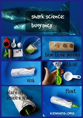 Shark Science, Preschool Ocean, Shark Activities, Sink Or Float, Science Camp, Ocean Unit, Ocean Science, Ocean Birthday, Summer Math