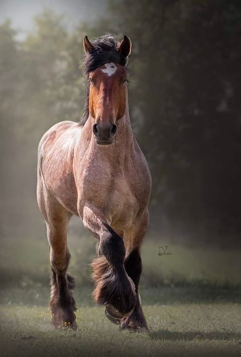 Bay Roan Horse, Big Horse Breeds, Roan Horse, Beautiful Horses Wild, Draft Horse Breeds, Tennessee Walker, Horse Markings, Beautiful Horses Photography, Draft Horse