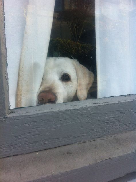 i miss you my sweet boy Looking Out The Window, Indoor Dog, Dog Rules, The Curtain, Baby Dogs, Beautiful Dogs, The Window, I Love Dogs, Animals Beautiful