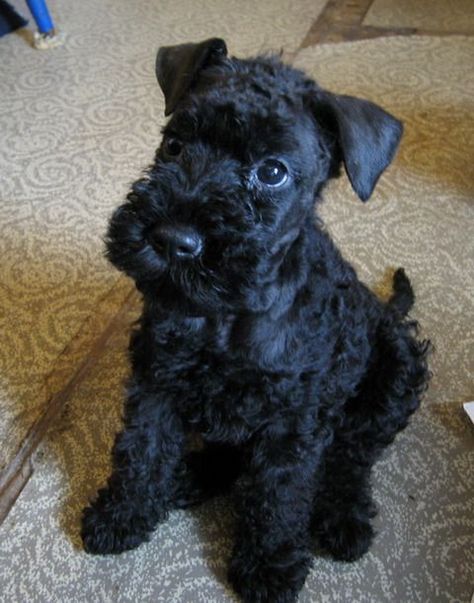 100+ Best Kerry Blue Terrier Dog Names – The Paws Dog Name Ideas, Mini Bull Terriers, Patterdale Terrier, Black Russian Terrier, Every Dog Breed, Kerry Blue Terrier, Yorkie Terrier, Terrier Breeds, Wire Fox Terrier