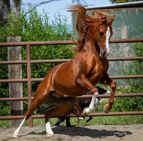 Arabic Horse, Stallion Horses, Arabian Stallions, Horse Anatomy, Animal Study, Most Beautiful Horses, Interesting Animals, Chestnut Horse, Horse Drawings